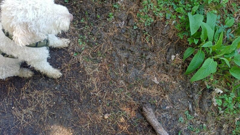 IMG-20250420-WA0007